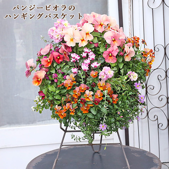 現品販売 花寄せ植え パンジー＆ビオラ ハンギングバスケット 壁掛け