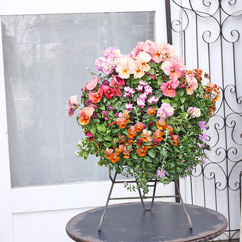 現品販売 花寄せ植え パンジー＆ビオラ ハンギングバスケット 壁掛け