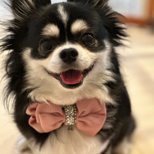 【ももねこさん】Harmonia チョーカー フローティングクリスタル新品未使用 Amazon | WeiLaiKeQi 猫チョーカーネックレスペット首輪手作り