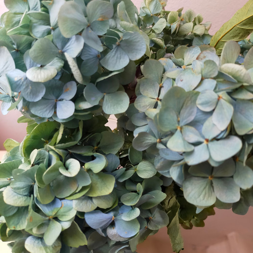 紫陽花　ドライフラワー　4セット 秋色紫陽花のドライフラワー 4本セット | karai fleuriste WEB SHOP