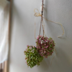 秋色紫陽花ミナヅキドライフラワー２本セット 10枚目の画像