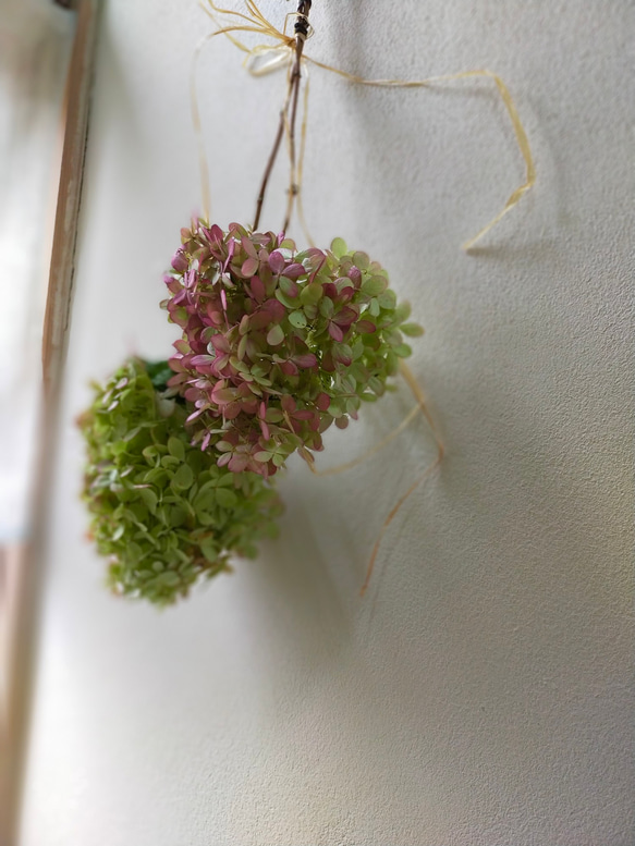 秋色紫陽花ミナヅキドライフラワー２本セット 1枚目の画像