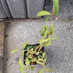 【白式部】紫式部の白玉です  茶花として少し違った趣があります冬季は落葉しております 3枚目の画像