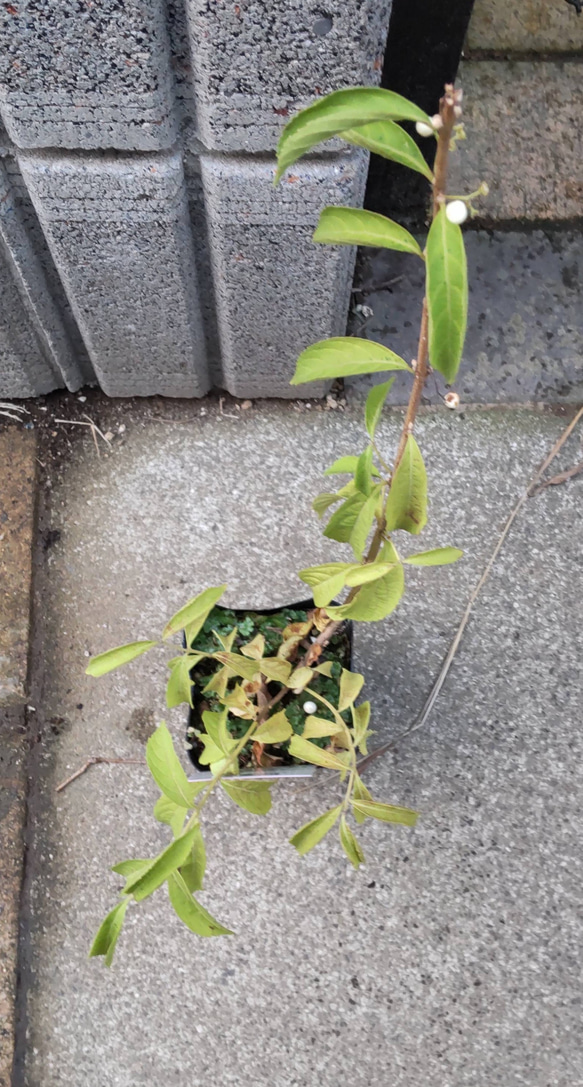 【白式部】紫式部の白玉です  茶花として少し違った趣があります冬季は落葉しております 3枚目の画像