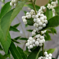 【白式部】紫式部の白玉です  茶花として少し違った趣があります冬季は落葉しております 1枚目の画像