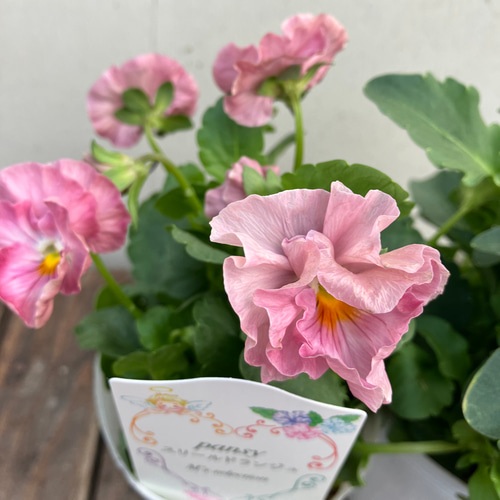 スリールドランジュ♪最新品種♪パンジー3ポットセット♪希少種