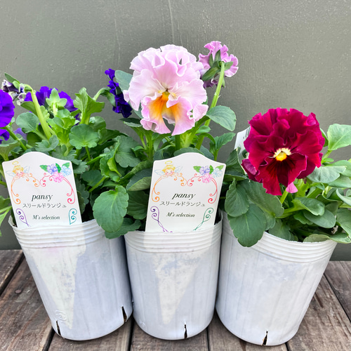 K可愛い♡パンジー♡モルゲンロート♡遊花♡３号♡ポットごと宅急便コンパクト C可愛い♡パンジー♡モルゲンロート♡遊花♡3号♡ポットごと宅急便