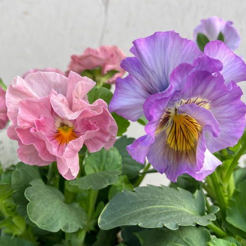 スリールドランジュ♪最新品種♪パンジー3ポットセット♪希少種