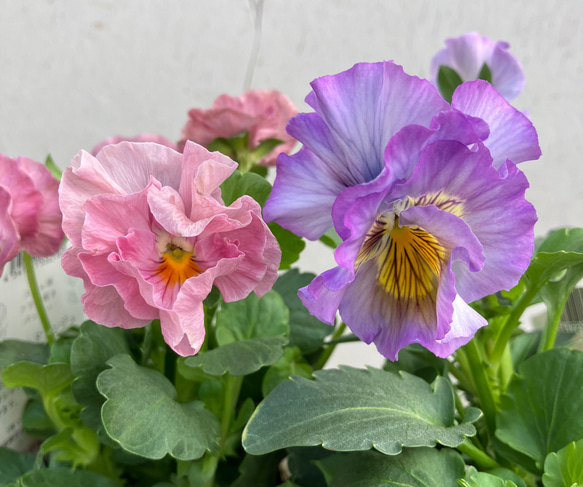 スリールドランジュ♪最新品種♪パンジー3ポットセット♪希少種