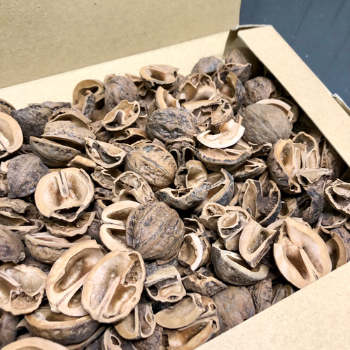 鬼胡桃 オニグルミ 500グラム その他インテリア雑貨 PLANTS SHOP OLIVE