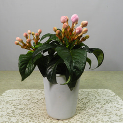 ☆ENGEI ichioki☆匂い桜「ニオイザクラ・リッチ」◇可愛らしい鉢花