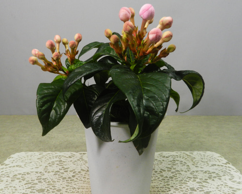 ☆ENGEI ichioki☆匂い桜「ニオイザクラ・リッチ」◇可愛らしい鉢花