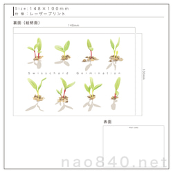 ポストカード　インテリアとしても　ファームシリーズ　可愛らしい野菜の新芽のPOP絵柄　4枚組　Type A 7枚目の画像