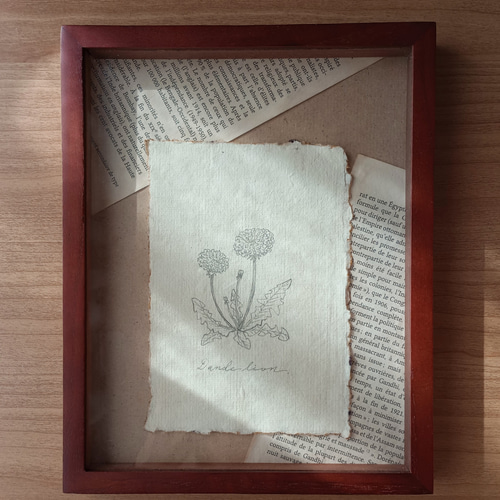 一点物 ダンディライオン たんぽぽ】 ハーブ 植物 花 ペン画