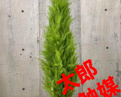 光触媒　人工観葉植物　フェイクグリーン　ゴールドクレスト1.4 室内外兼用 光触媒 人工観葉植物 フェイクグリーン ゴールドクレスト1.4