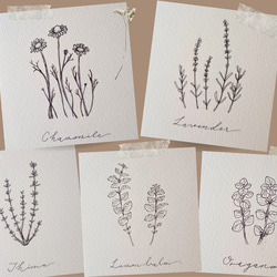 【選べるハーブ】 植物 ボタニカル 花 インテリア ハーブ アート モダン 木製 レモンバーム 7枚目の画像