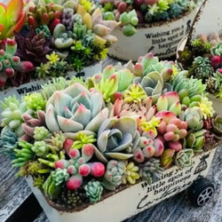 多肉植物寄せ植え そのまま飾れる寄せ植え かご寄せꕤ