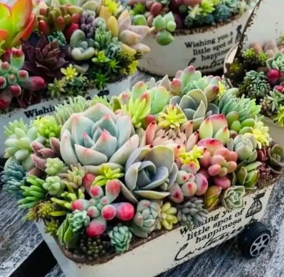オーダー承ります 多肉植物寄せ植え そのまま飾れる ちまちま