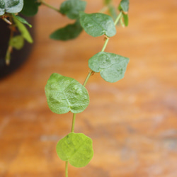 9c77207997f56c5f698c79a2e657a5