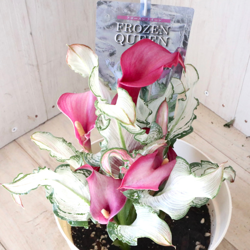 斑入り♡カラー♡フローズンクイーン♡5寸鉢♡ アートフラワー nico