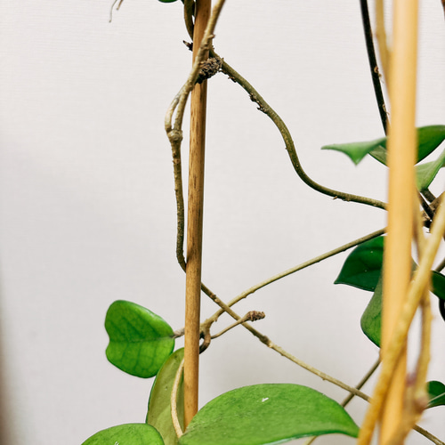 現品］【希少】ホヤ フンギー 観葉植物 レア 蔓性 かわいい 珍しい