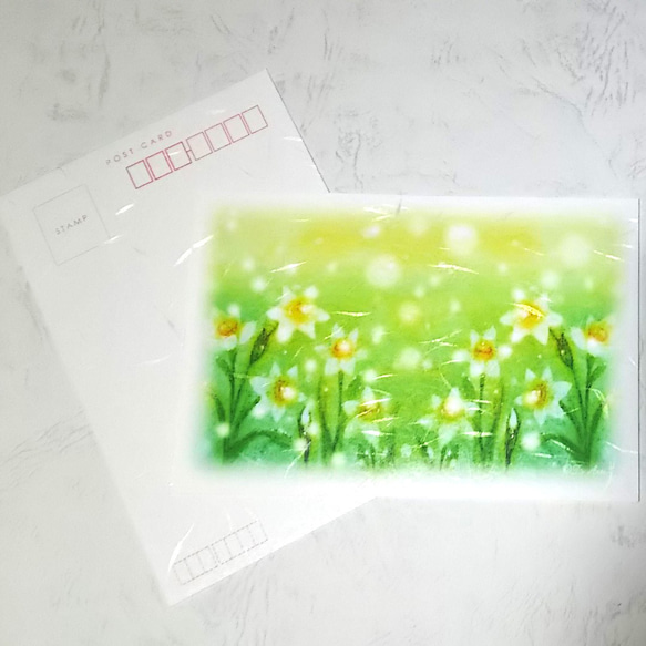 冬の花水仙を見込みに画いた中皿 5枚セット 寒中お見舞いはがき2枚セット 冬の光の花・水仙 パステルアート ポスト