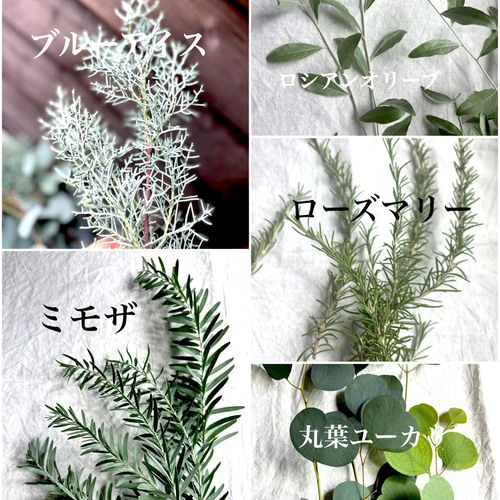 ユーカリポポラス 摘み立てフレッシュ♪グリーンスワッグ ドライ