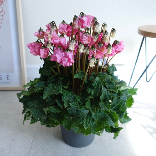 シクラメン ピポカ サーモン 苗 ギフト ピンク ベル咲き その他