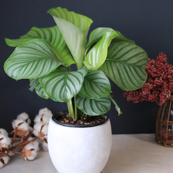 送料無料｜フィロデンドロン・ビレッタエ｜観葉植物｜インテリア