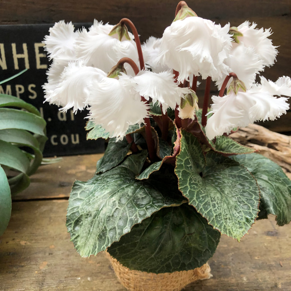 スワン♡白鳥のシクラメン♡希少♡観葉植物 4枚目の画像