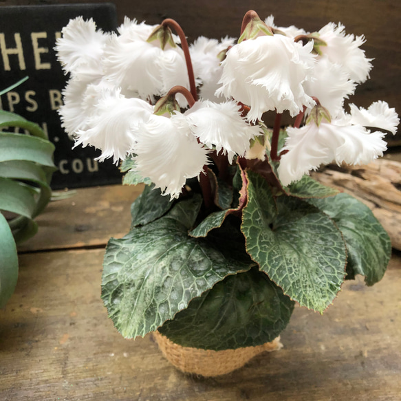 スワン♡白鳥のシクラメン♡希少♡観葉植物 1枚目の画像