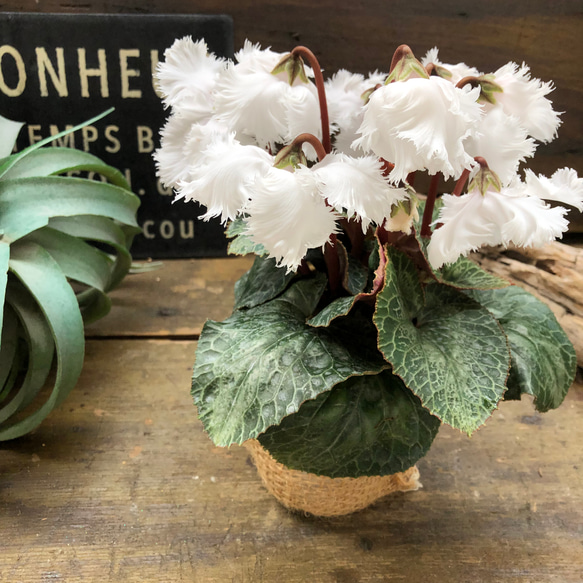 スワン♡白鳥のシクラメン♡希少♡観葉植物 12枚目の画像