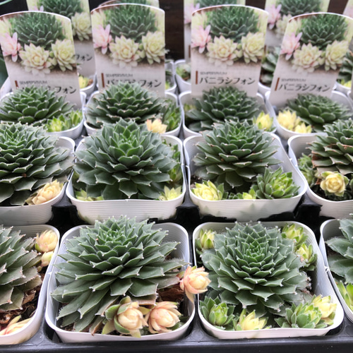 超希少♡バニラシフォン♡センペルビウム♡多肉植物 リース パリ