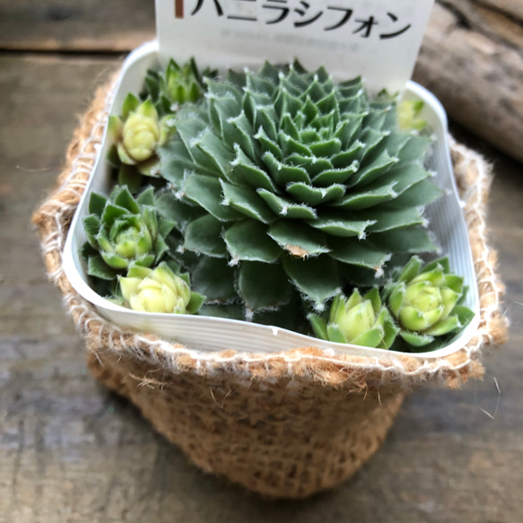 超希少♡バニラシフォン♡センペルビウム♡多肉植物 13枚目の画像