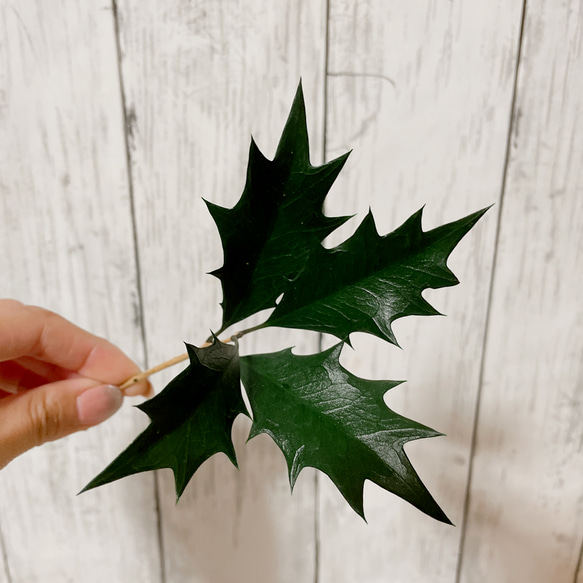 クリスマスグリーン素材　ヒイラギの葉 プリザーブドフラワー 4枚目の画像