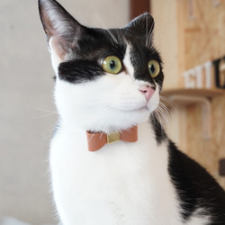 猫チョーカー 猫の首輪 名入れ 迷子防止 セーフティバックル 1枚目の画像