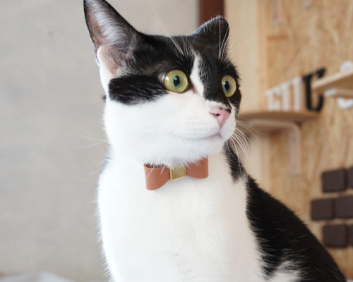 猫チョーカー 猫の首輪 名入れ 迷子防止 セーフティバックル リード