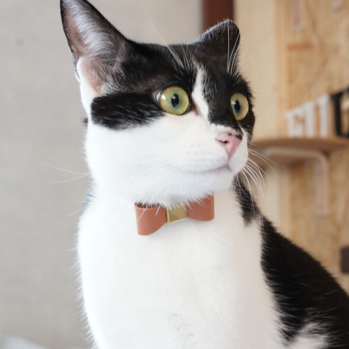 ロウェル　ハーレロ　猫の郵便受 楽天市場】【エントリーで最大22倍ポイント還元】猫 首輪