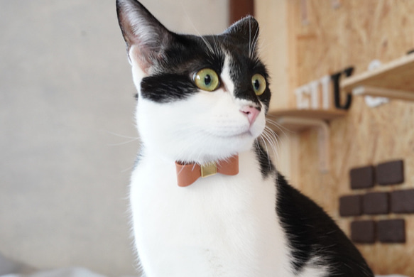 猫チョーカー 猫の首輪 名入れ 迷子防止 セーフティバックル 1枚目の画像