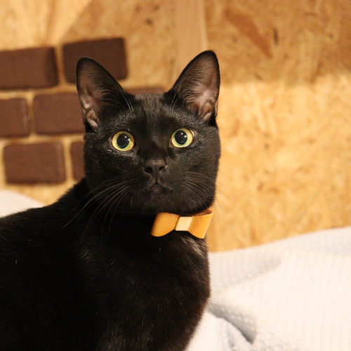 猫チョーカー 猫の首輪 名入れ 迷子防止 セーフティバックル リード