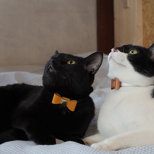 猫チョーカー 猫の首輪 名入れ 迷子防止 セーフティバックル リード