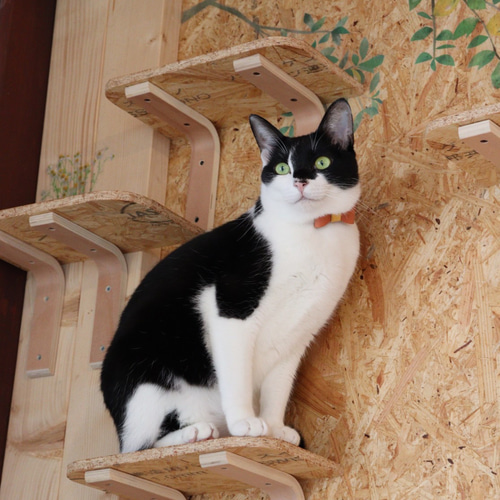 猫チョーカー 猫の首輪 名入れ 迷子防止 セーフティバックル リード