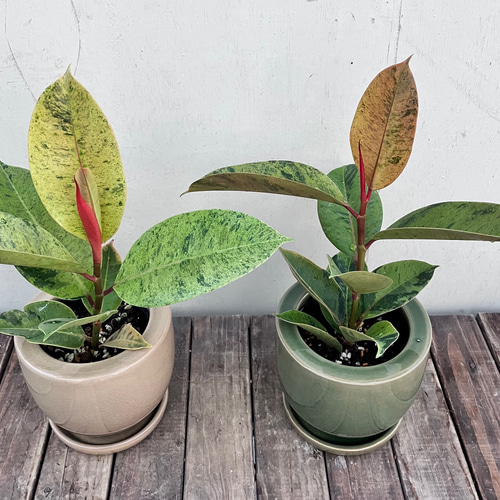 フィカス ジン＊人気のゴムの木＊人気の柄＊陶器鉢＊観葉植物＊ アート