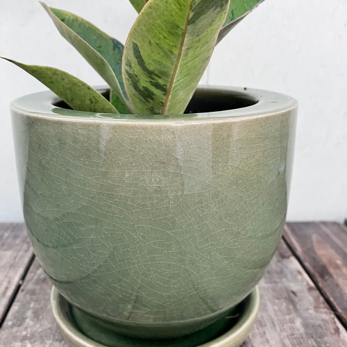 フィカス ジン＊人気のゴムの木＊人気の柄＊陶器鉢＊観葉植物＊ アート