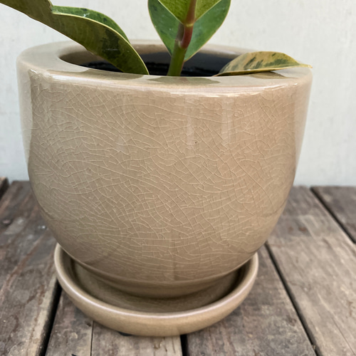 フィカス ジン 4 ファイバー鉢 お皿付き PLANCHU 観葉植物 フィカス ジン 4号鉢 受け皿付き 育て方説明書付き