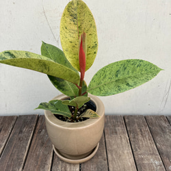 フィカス ジン＊人気のゴムの木＊人気の柄＊陶器鉢＊観葉植物