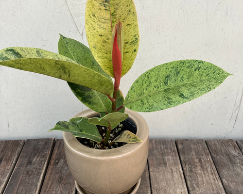 e8bbf1b495377745c2aa5413605297