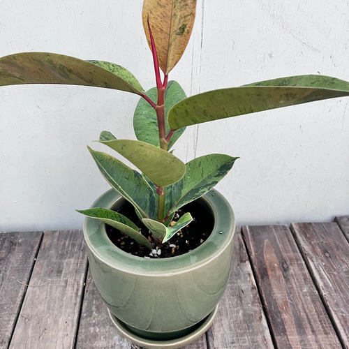 美形　大型　フィカス　ジン　陶器鉢　植え込み発送 美形 大型 フィカス ジン 陶器鉢 植え込み発送 - メルカリ