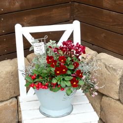 心に寄り添う 寄せ植え 存在感たっぷり 希少なシクラメンジックス