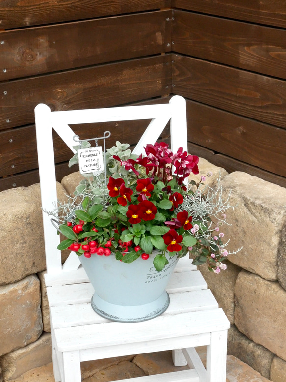 希少 庭人さんビオラ チェッカーベリー シクラメンジックス 寄せ植え